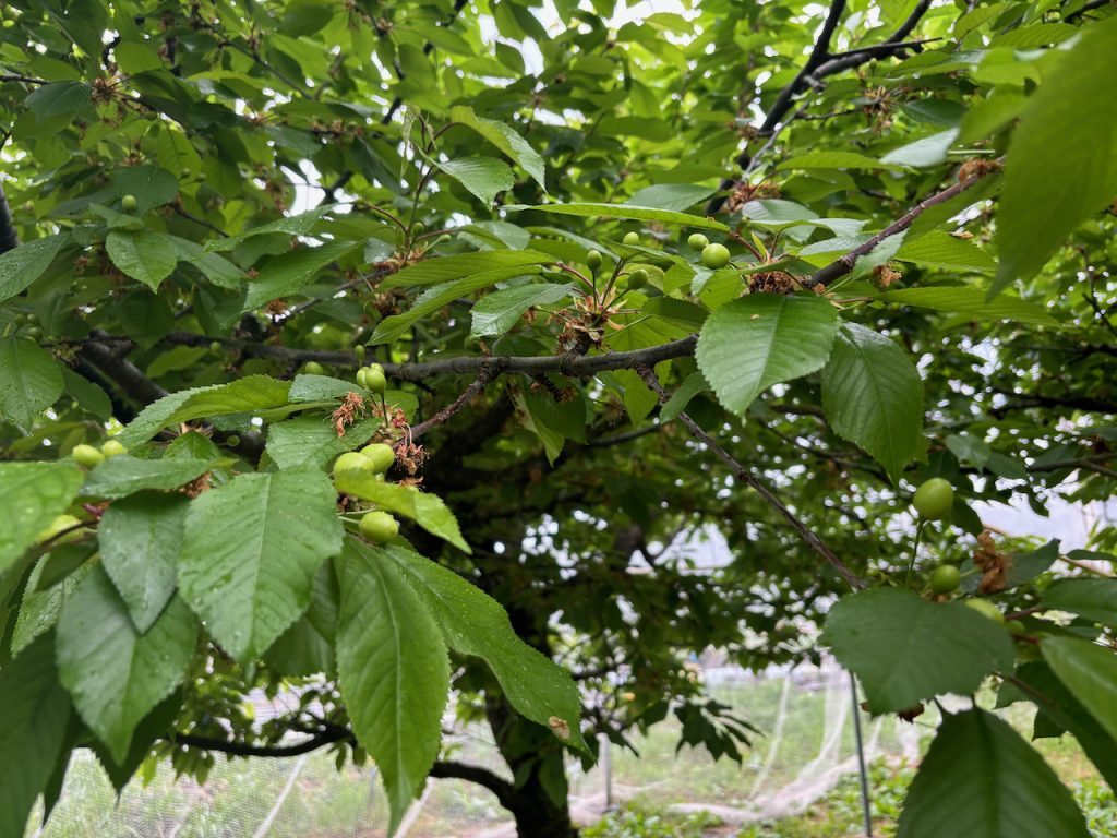 さくらんぼの実がつきました